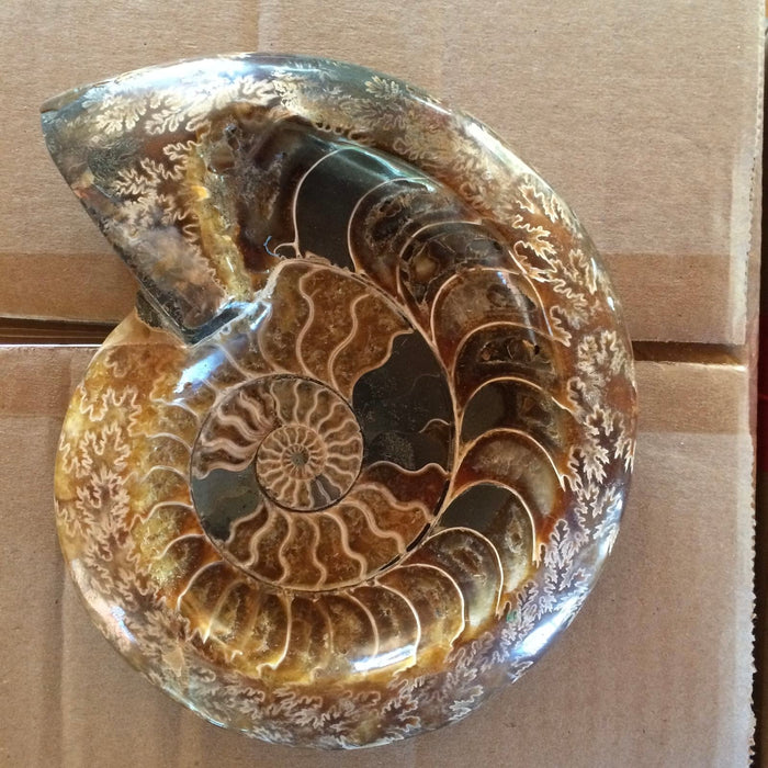 Ammonite ashtry