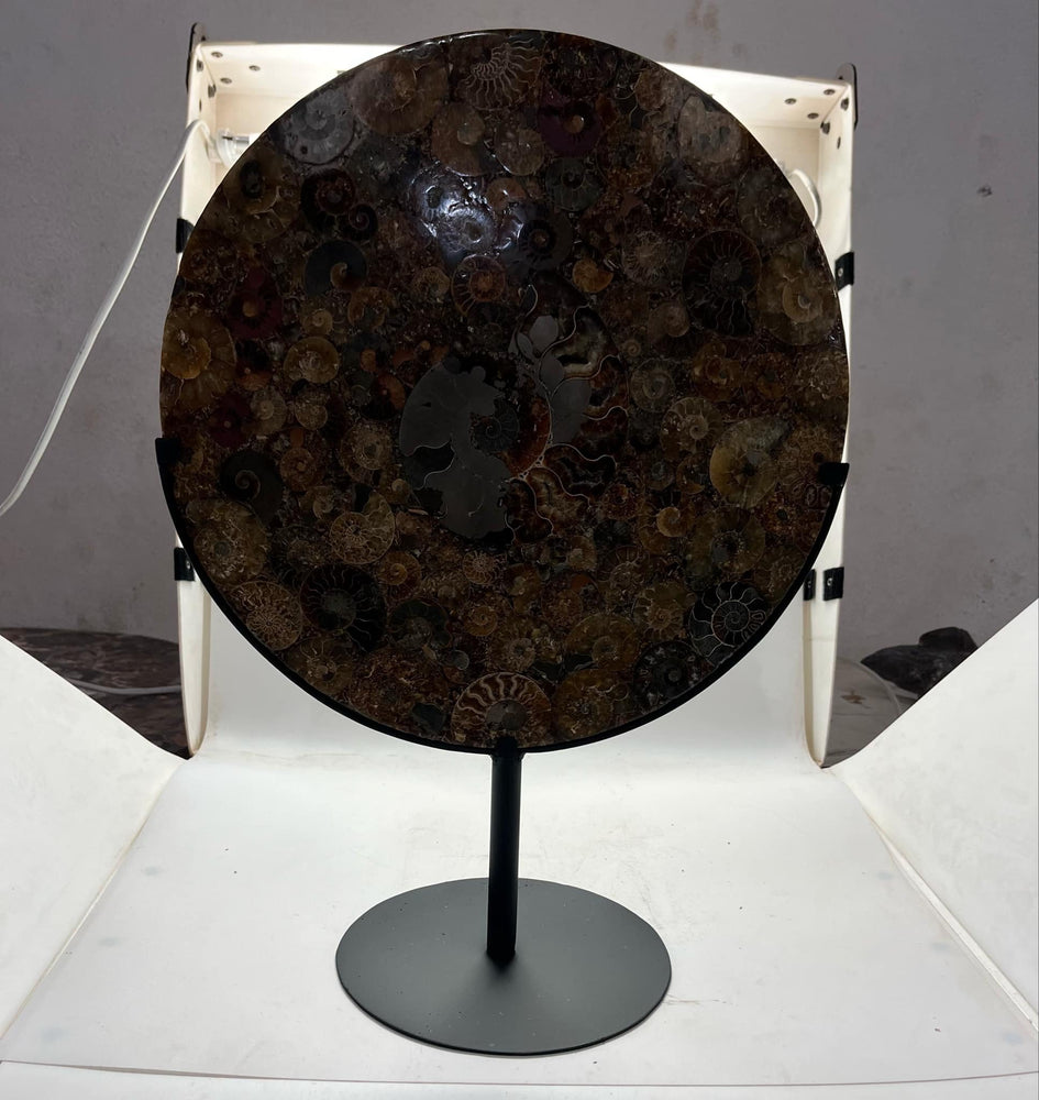 Ammonite moon