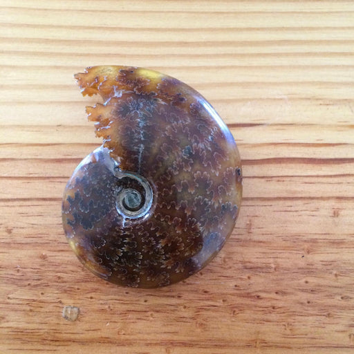 Ammonite polished special