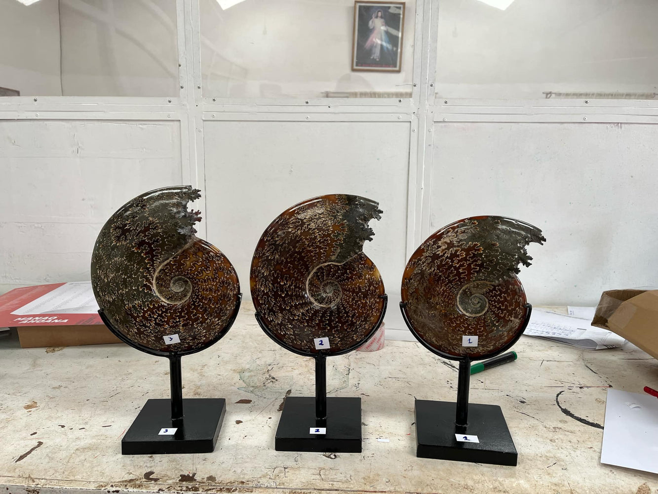 Ammonites special polished with stand