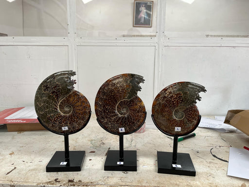 Ammonites special polished with stand