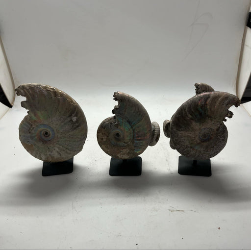 Matrix ammonites with stand