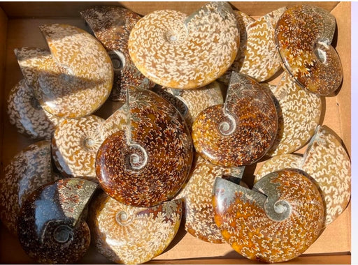 Polished ammonites