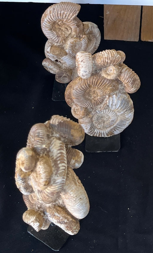 White ammonites with stand